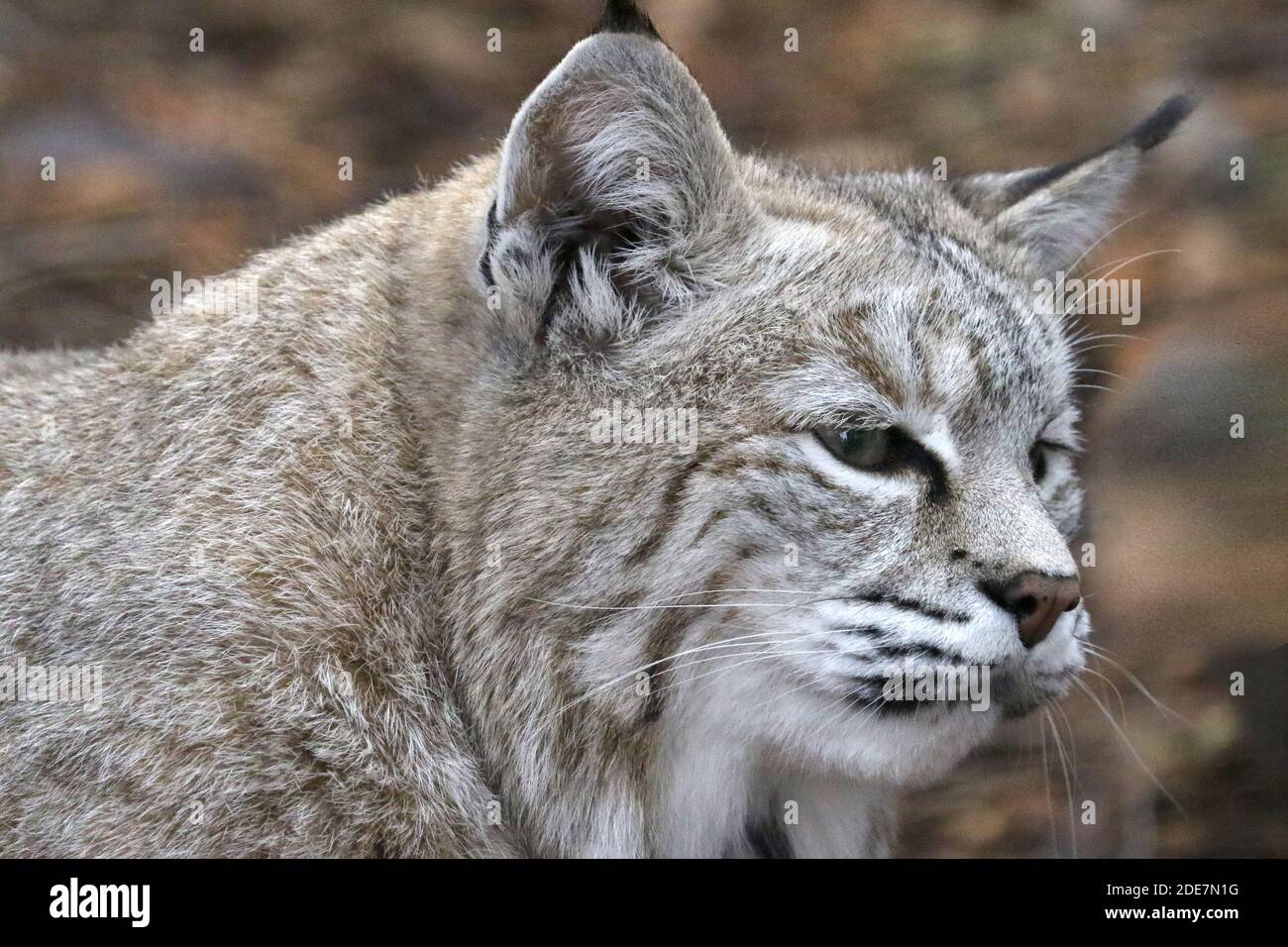 Bobcat in cattività Foto Stock