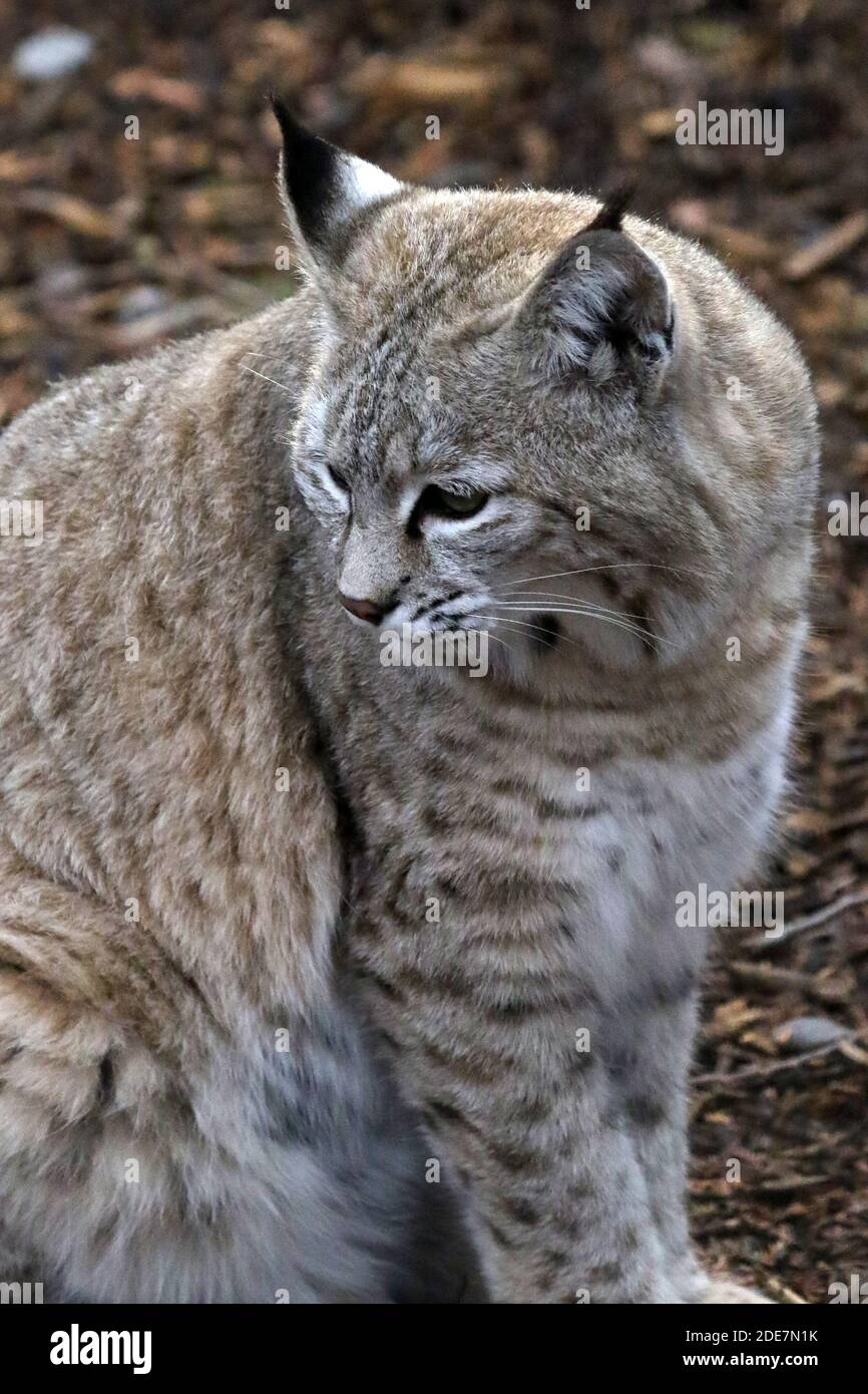 Bobcat in cattività Foto Stock