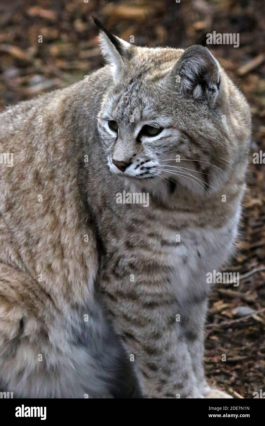 Bobcat in cattività Foto Stock