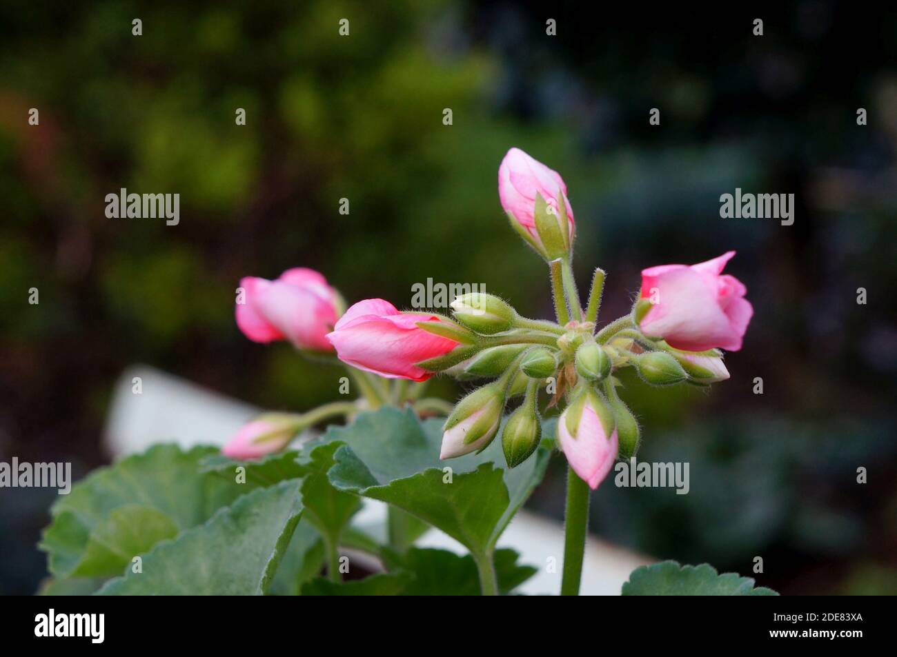 Rosa geranio casa pianta (anche noto come pelargonium) all'aperto Foto Stock