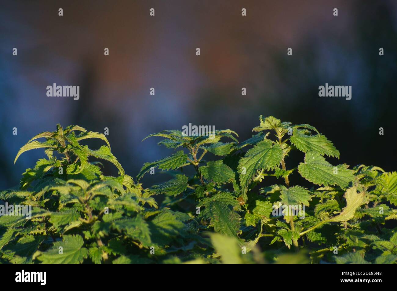 foglie di cespugli di bramble illuminate al sole con sfondo naturale sfocato Foto Stock