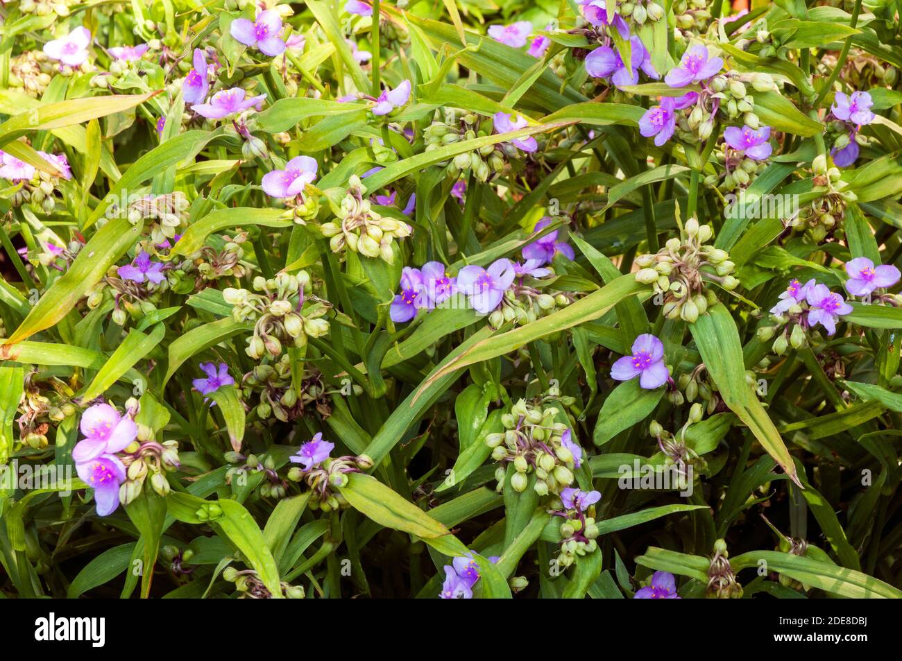Tradescantia virginiana in un gruppo di fiori e boccioli.Impostare sullo sfondo di foglie. Foto Stock