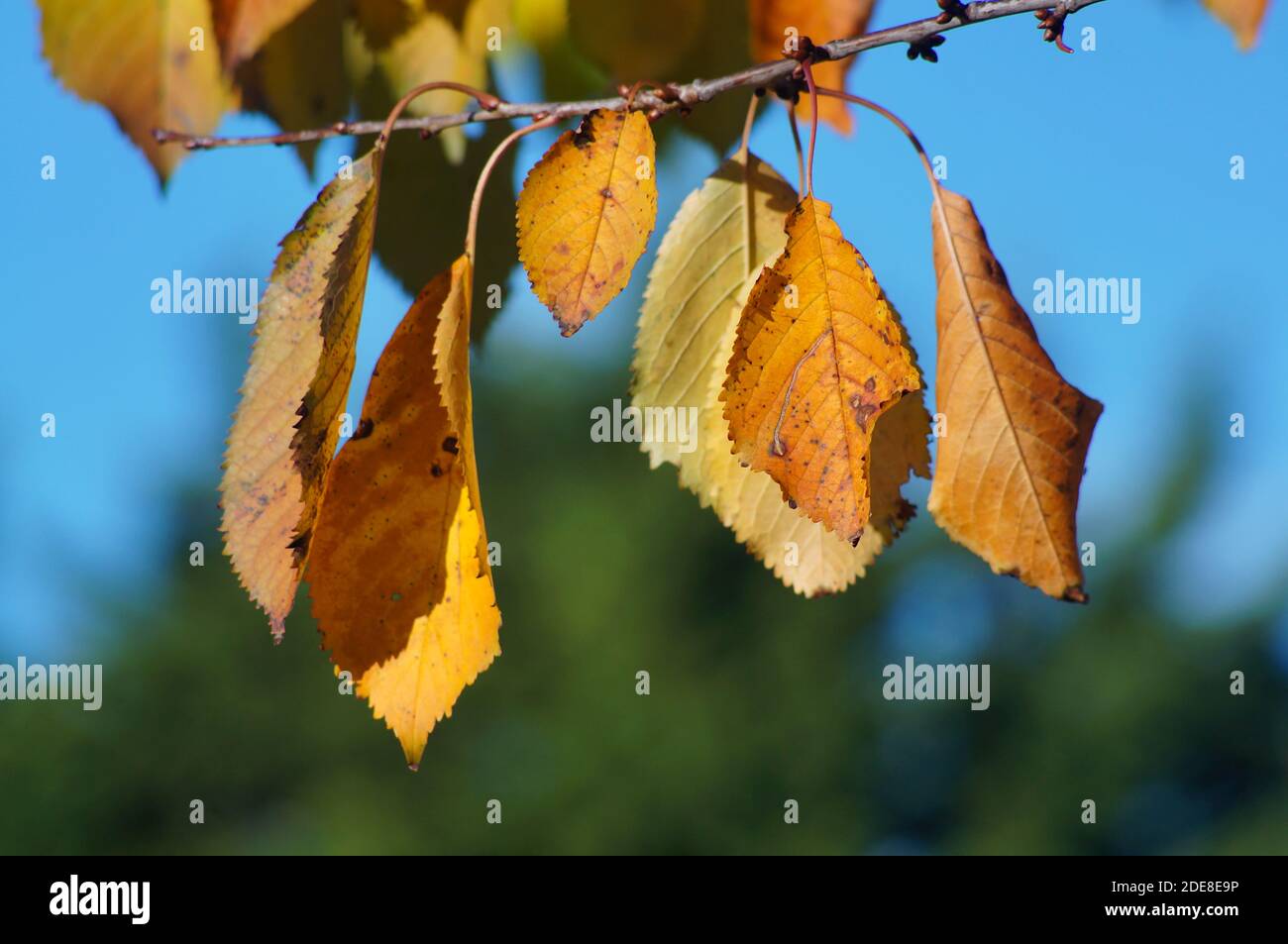 Primo piano delle foglie autunnali su un ramo d'albero con fondo a fuoco morbido Foto Stock