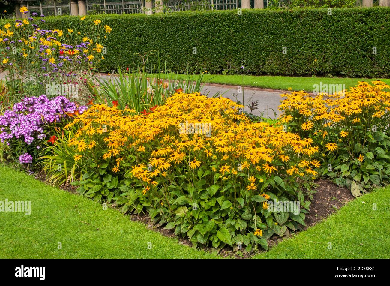 Un impianto di massa di Rudbeckia Goldsturm in un grande fondo erbaceo di fiori di confine. Un perenne fiorito giallo che è completamente duro Foto Stock