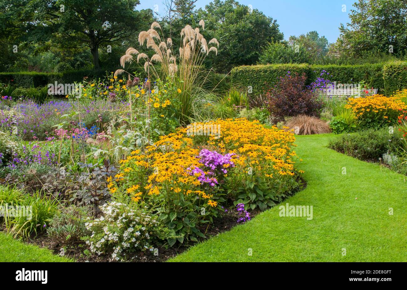 Un impianto di massa di Rudbeckia Goldsturm in un grande fondo erbaceo di fiori di confine. Un perenne fiorito giallo che è completamente duro Foto Stock