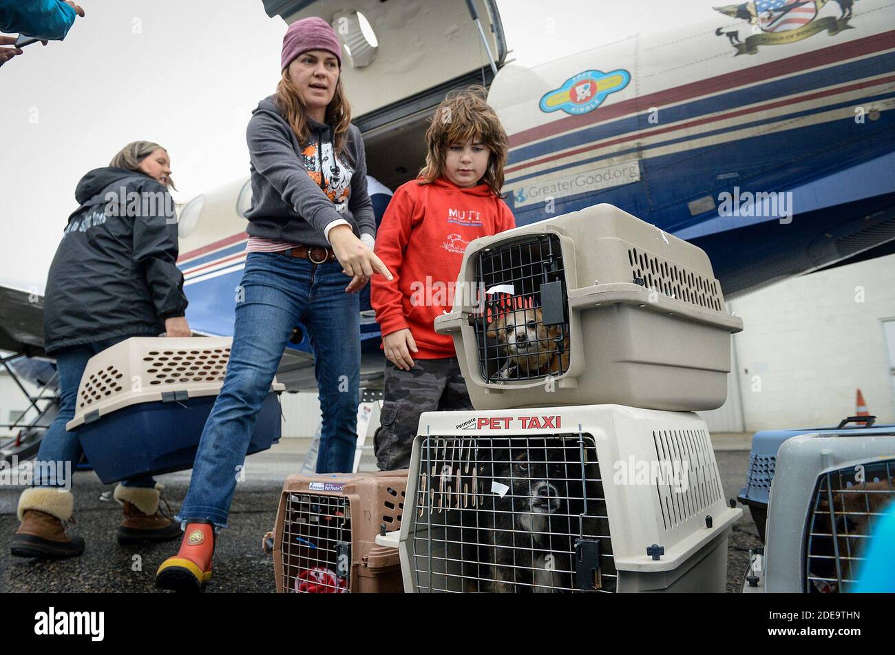 NESSUN FILM, NESSUN VIDEO, NESSUNA TV, NESSUN DOCUMENTARIO - Christi Camblor, centro, E suo figlio Diego, 9, di Santa Rosa, rappresentante compassione senza frontiere, aiutare a caricare le casse con cani di ricovero di piccola razza su un aereo di sostegno turbo Pilatus TC12 da trasportare in Michigan, presso l'aeroporto internazionale Fresno-Yosemite giovedì 14 febbraio 2019 a Fresno, CA, USA. L'evento 'Love is in the Air' è stato organizzato da Wings of Rescue in collaborazione con GreaterGood.org per volare circa 100 cani di piccola razza in Michigan, dove c'è più bisogno che in California centrale, dove sono a rischio di essere eutanizzati. Phot Foto Stock