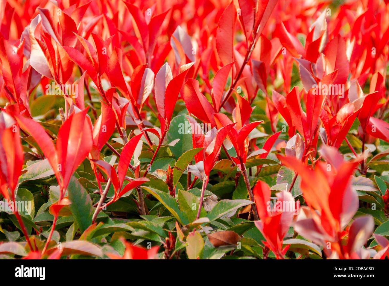 La pianta rossa di sparo è un tipo di arbusto che ha caratteristiche sulle sue foglie. Questa pianta ha foglie rosse e verdi. Uso decorativo. Foto Stock