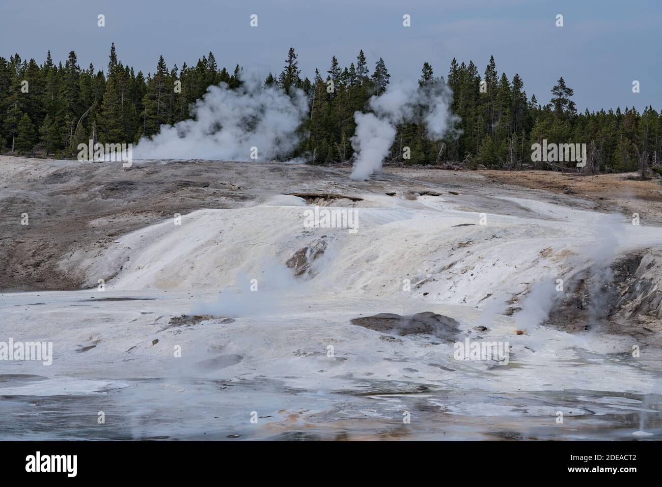 Geyser nel bacino delle Porcellane del Norris Geyser Basin, Yellowstone National Park, Wyoming, USA. Foto Stock