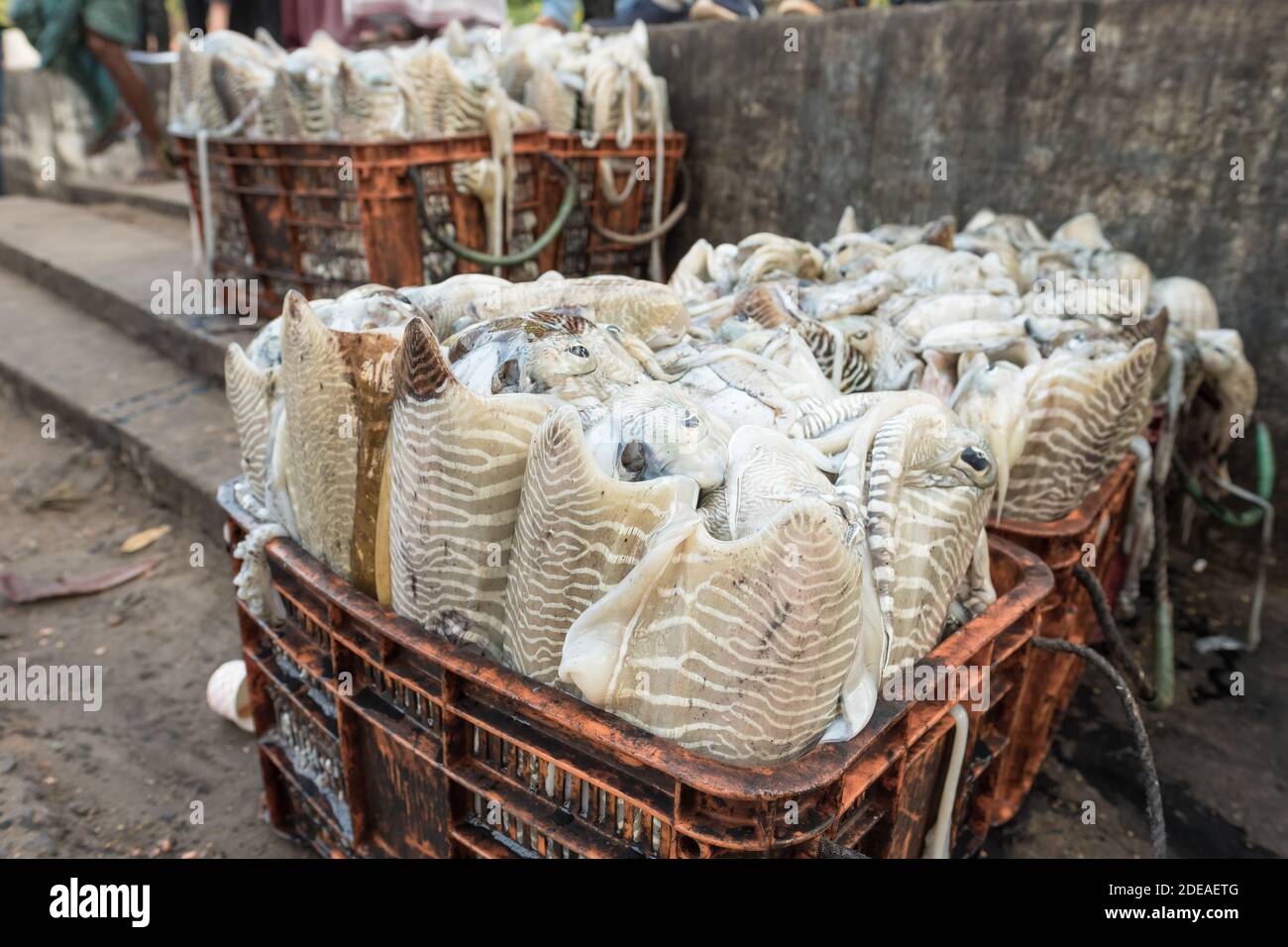 Calamari freschi in esposizione al mercato del pesce a Fort Kochi, India Foto Stock