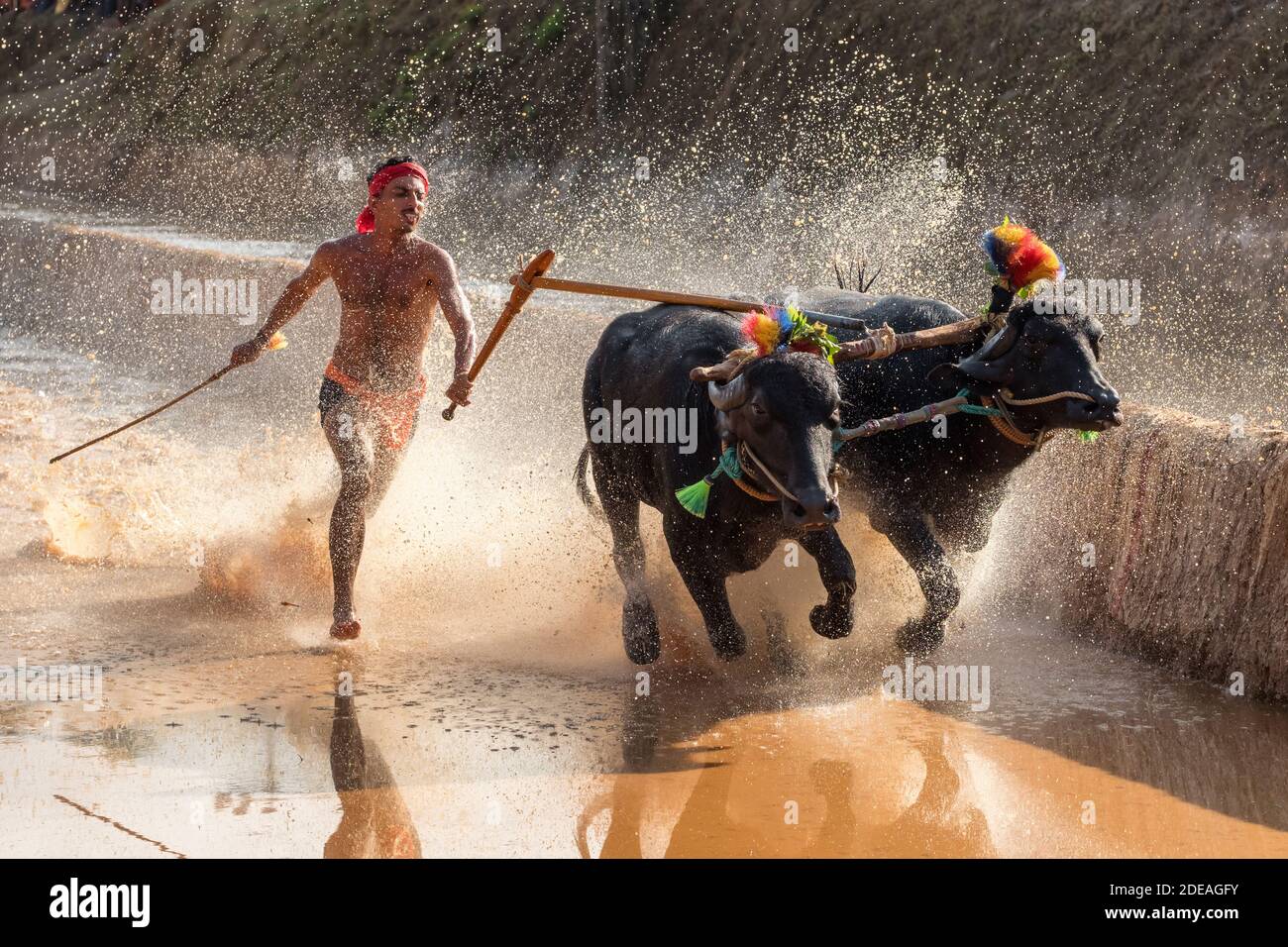 Kambala o Kambla, una corsa annuale di bufali condotta nei campi di risaie nello stato di Karnataka, India Foto Stock