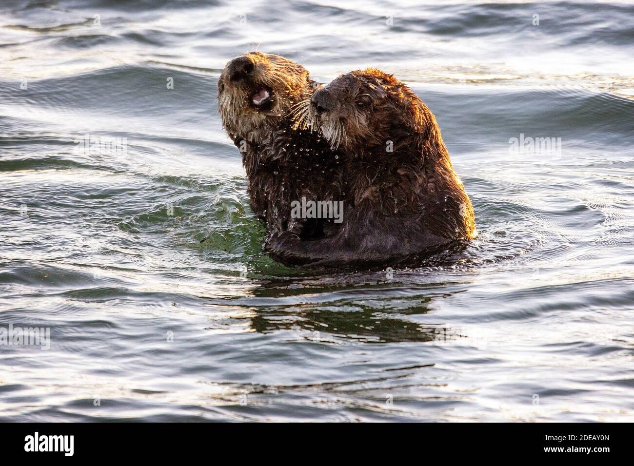 Due Sea Otters (Enhydra lutris) che suonano nella Elkhorn Slough, Moss Landing, California Foto Stock