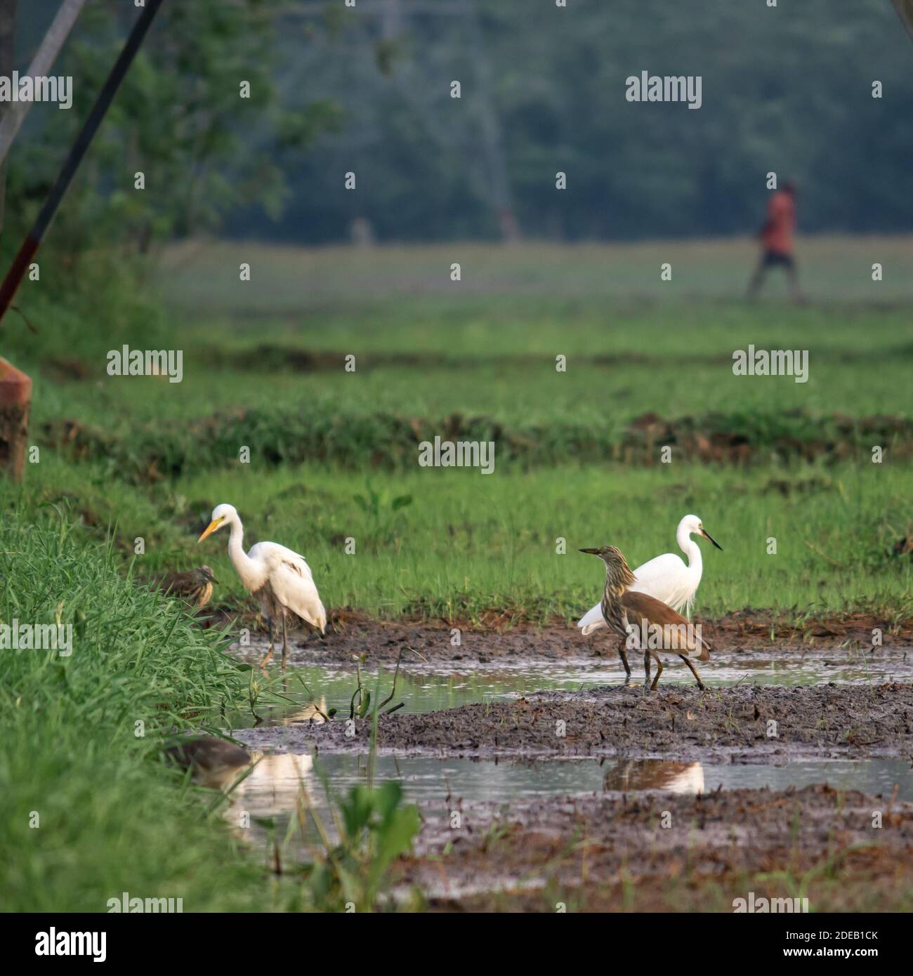 Varie specie di garzetto in un campo di risaie insieme creano una bella armonia. Foto Stock