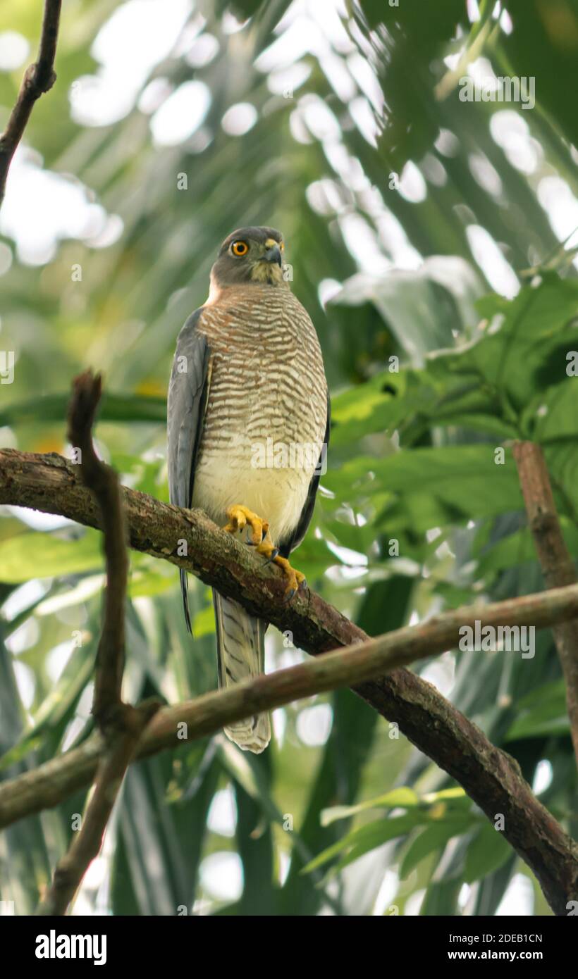 Lo Shikra è un piccolo uccello predatorio, arroccato e riposante sotto l'ombra della foresta. Foto Stock