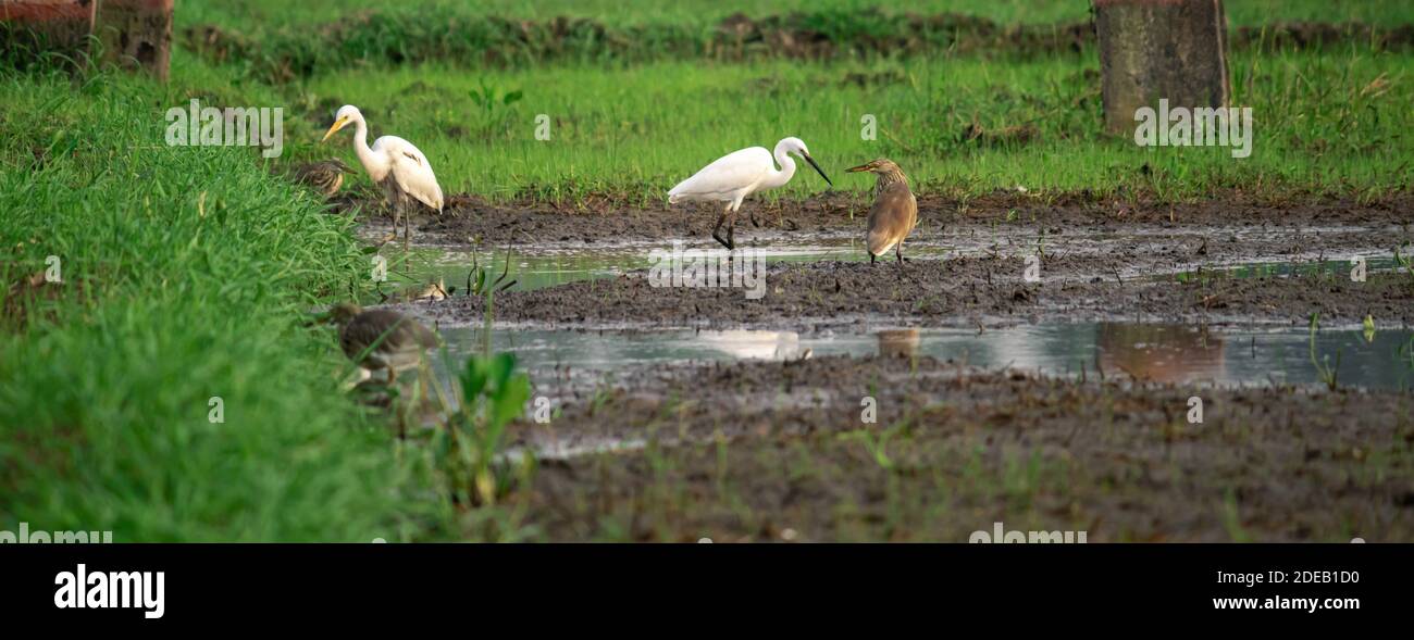 Varie specie di garzetto in un campo di risaie insieme creano una bella armonia. Foto Stock
