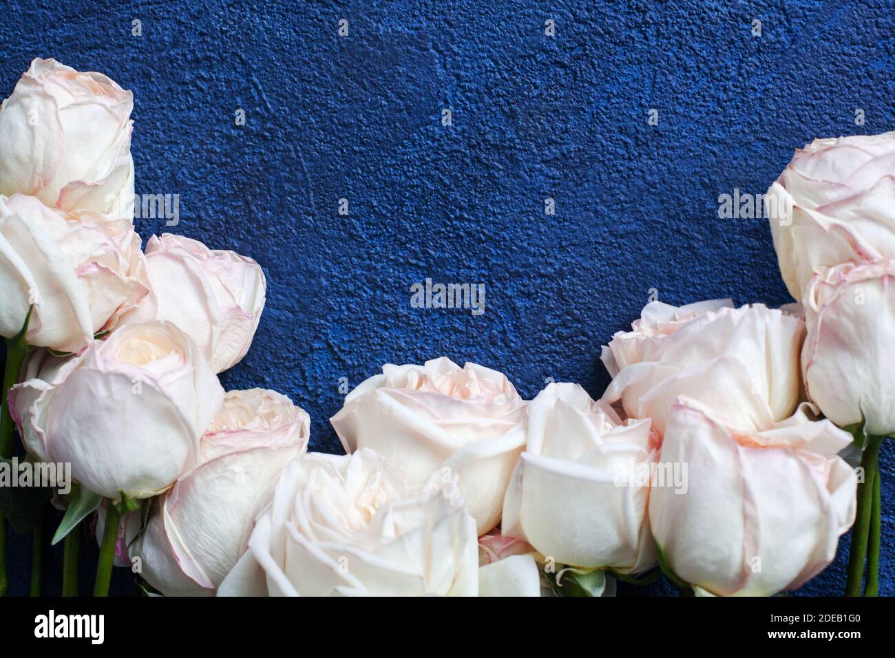 Delicato rosa chiaro rosa rose sfondo blu scuro stucco closeup, bel bouquet di fiori bianchi, biglietto di auguri di compleanno, giorno valentines romantico design Foto Stock