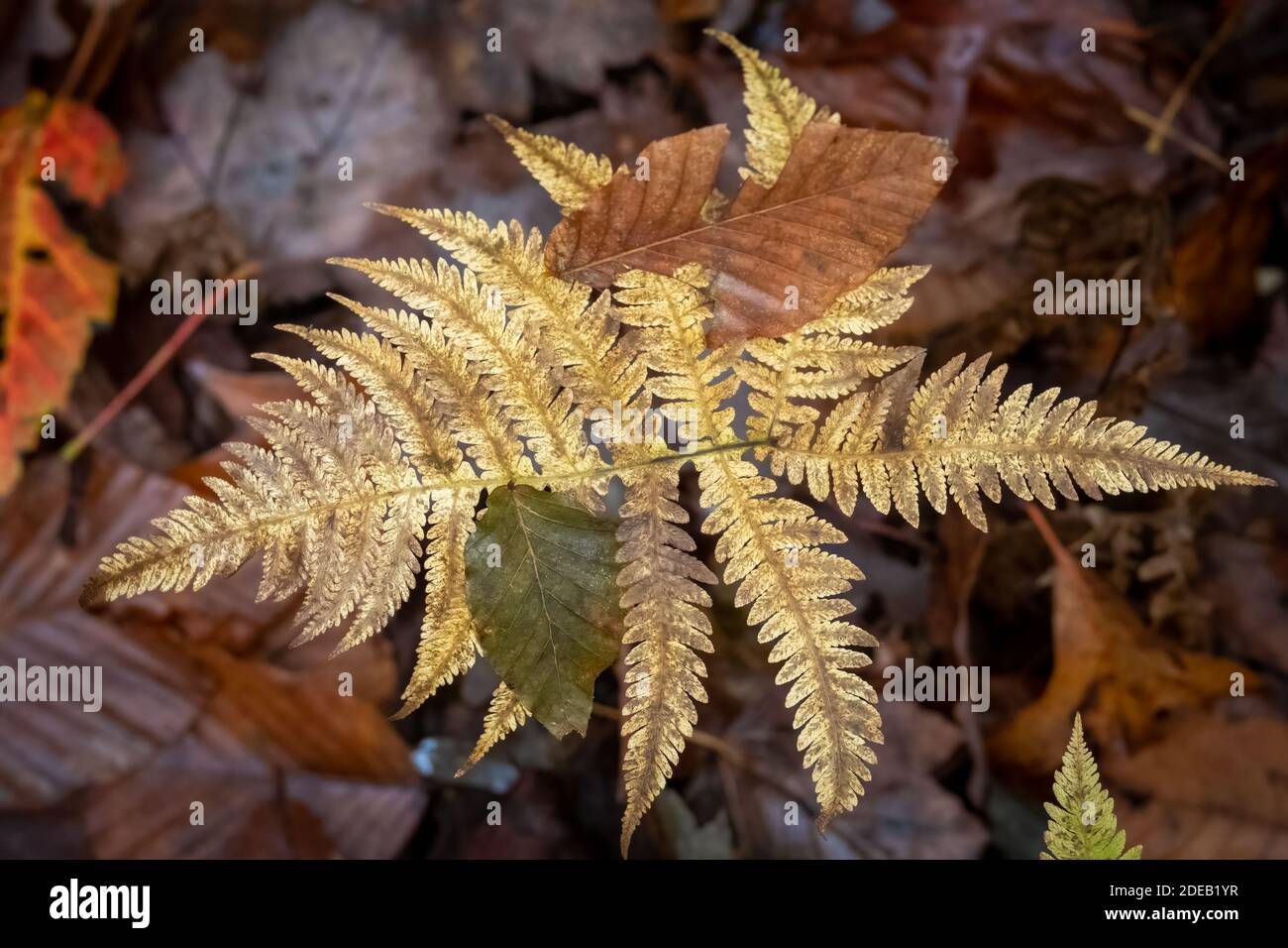 Un'ampia foglia Fern (Phegopteris exagonoptera) si trasforma graziosamente nel suo abbigliamento autunnale. Raleigh, Carolina del Nord. Foto Stock
