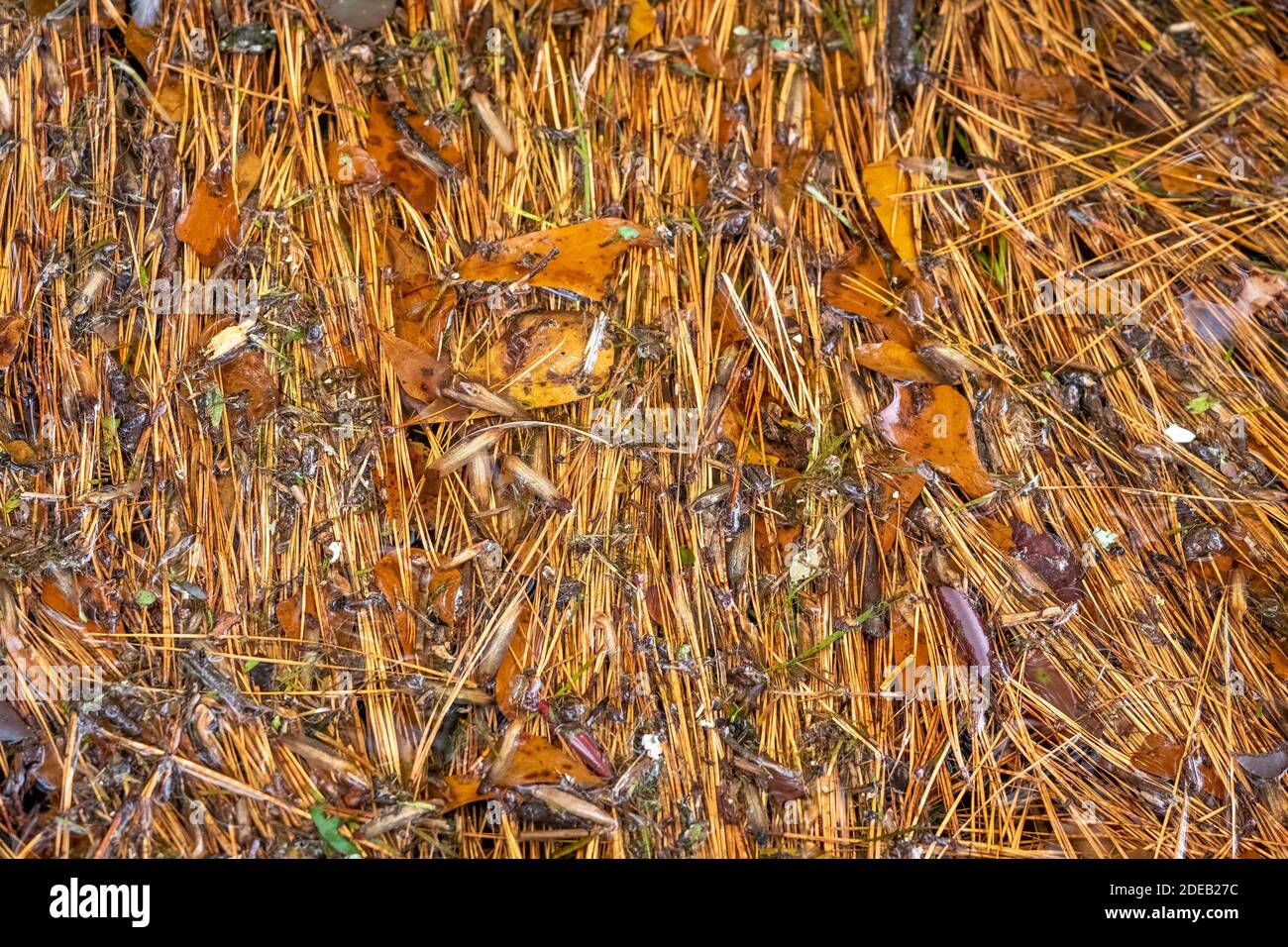 L'autunno vibes con i detriti galleggianti dell'albero dopo una pesante doccia a pioggia. Raleigh, Carolina del Nord. Foto Stock