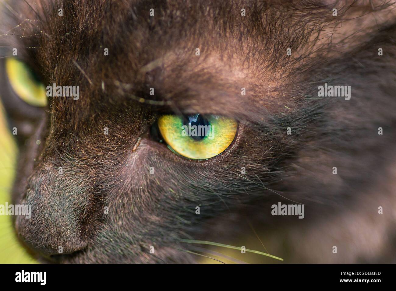 una messa a fuoco netta bloccata sopra alla preda, primo piano macro fotografia degli occhi verdi del gatto del bambino giovane, dall'alto. Foto Stock