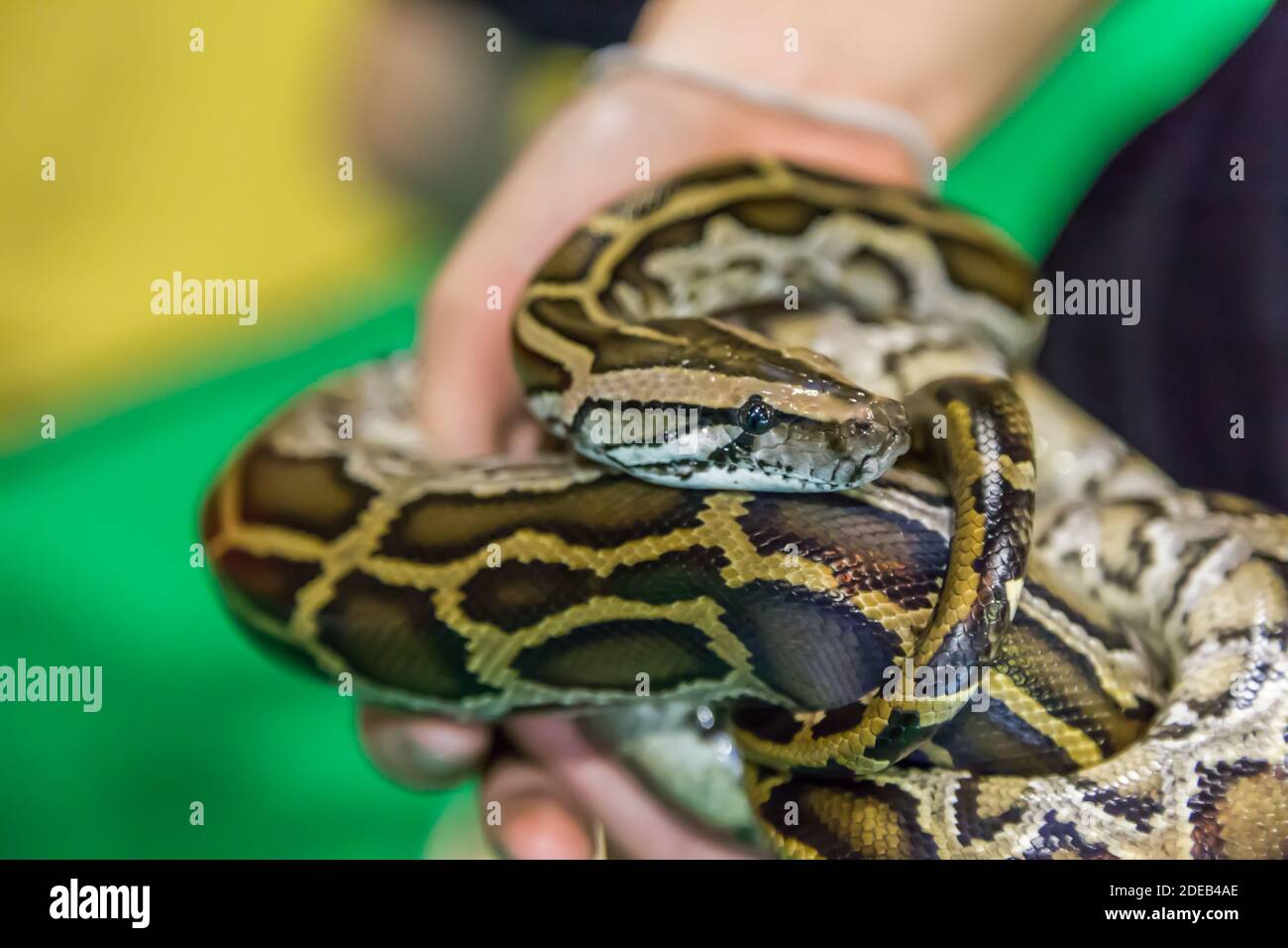 Il serpente reale di Python che si insinua su una mano della ragazza Foto Stock