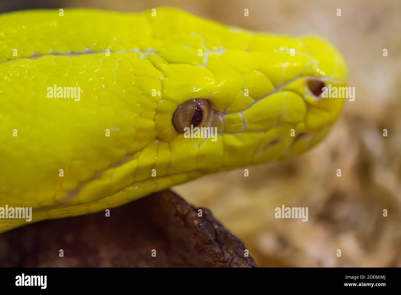 Primo piano testa di Gold Python,pitone reticolato (Python reticulatus) Foto Stock