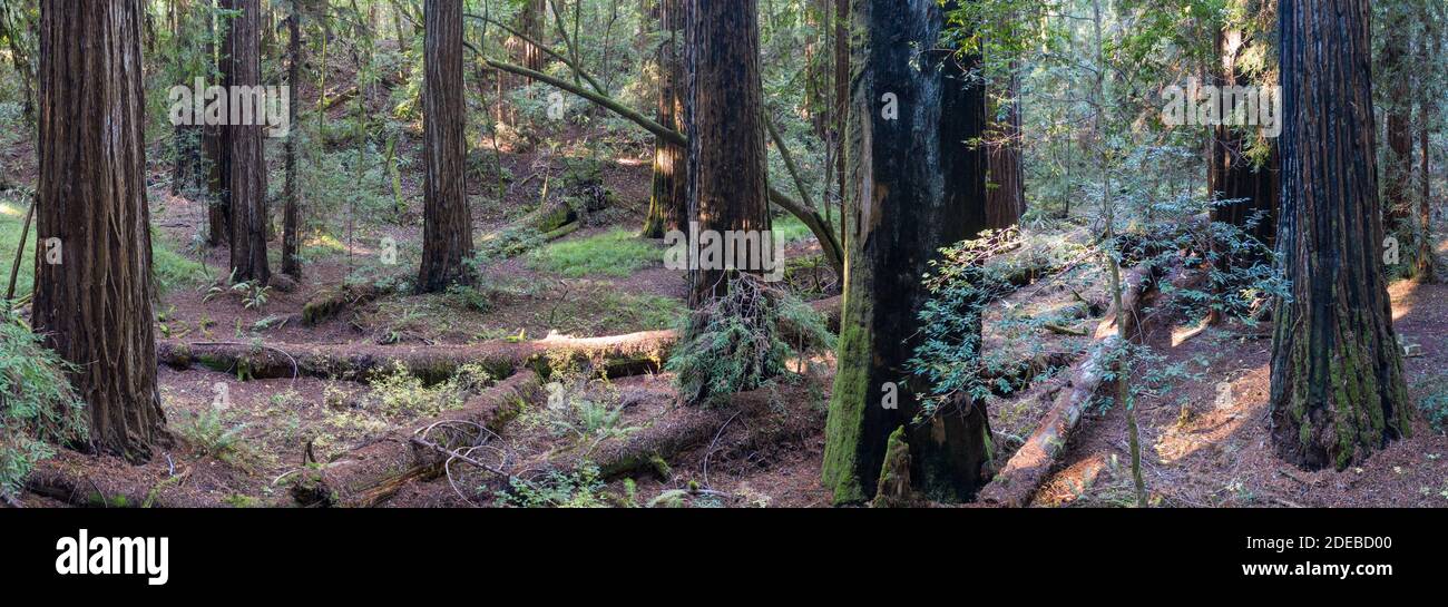 La luce del sole scende nelle ombre di una foresta di sequoie, Sequoia sempervirens, nella California del Nord. Le sequoie sono gli alberi più grandi della Terra. Foto Stock