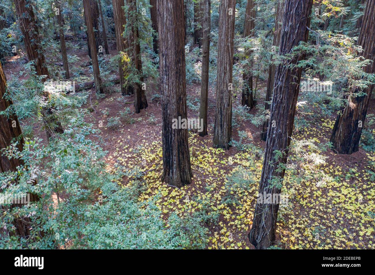 La luce del sole scende nelle ombre di una foresta di sequoie, Sequoia sempervirens, nella California del Nord. Le sequoie sono gli alberi più grandi della Terra. Foto Stock