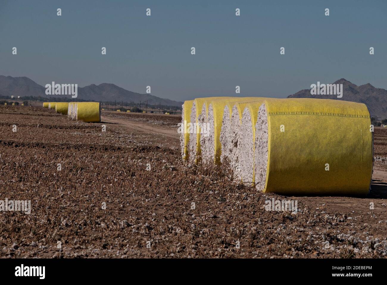 Tempe, Arizona, Stati Uniti. 29 Nov 2020. Il cotone raccolto da un sistema di rotopresse si trova in un campo appena raccolto vicino a Stansfield, Arizona 11/29/20. Le balle rotonde pesano circa 5000 libbre che producono approssimativamente 3.8 balle quadrate. Credit: Tom Story/ZUMA Wire/Alamy Live News Foto Stock