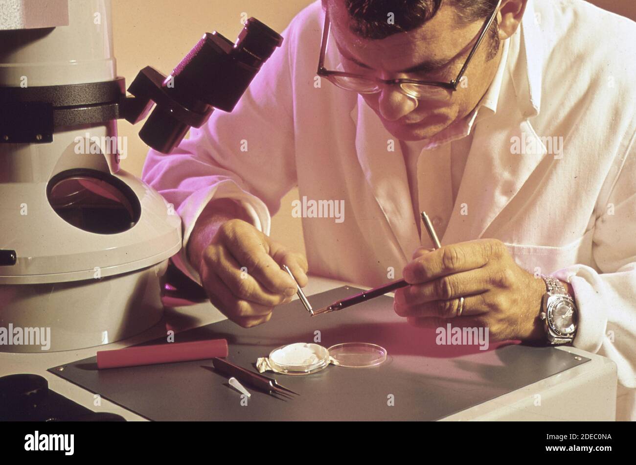 1970 Photo (1972) - EPA Gulf Breeze Laboratory: Un patobiologo lavora al microscopio elettronico Foto Stock