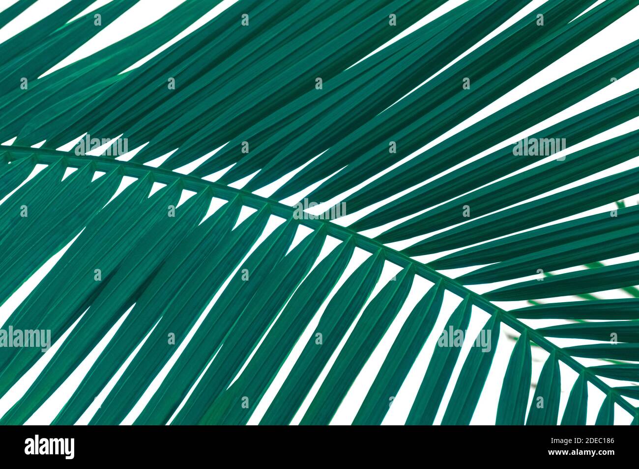 Primo piano della vista foglia di palma. Sfondo tropicale. Foto Stock