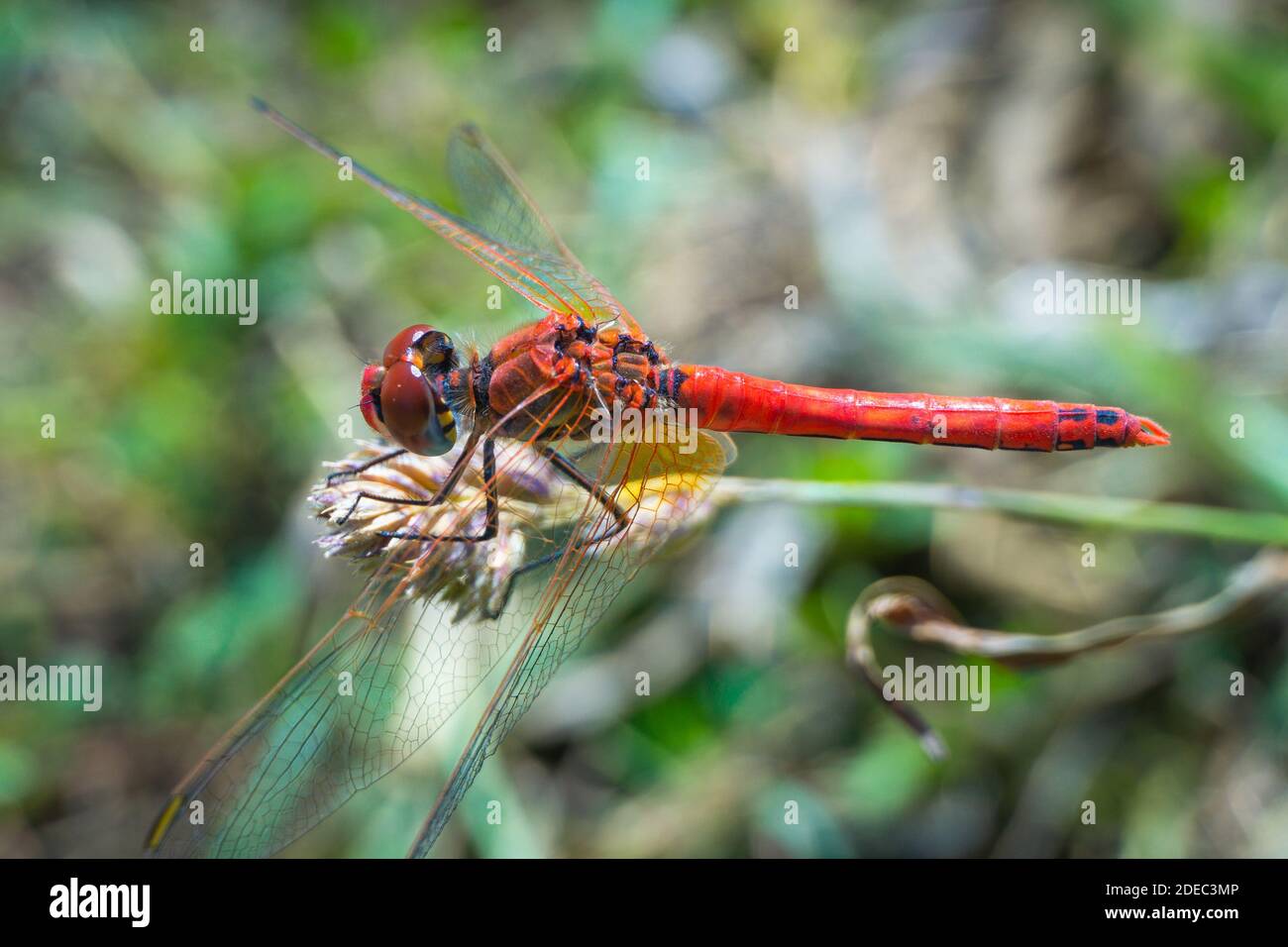 Vista del corpo della libellula rossa su sfondo verde naturale Foto Stock