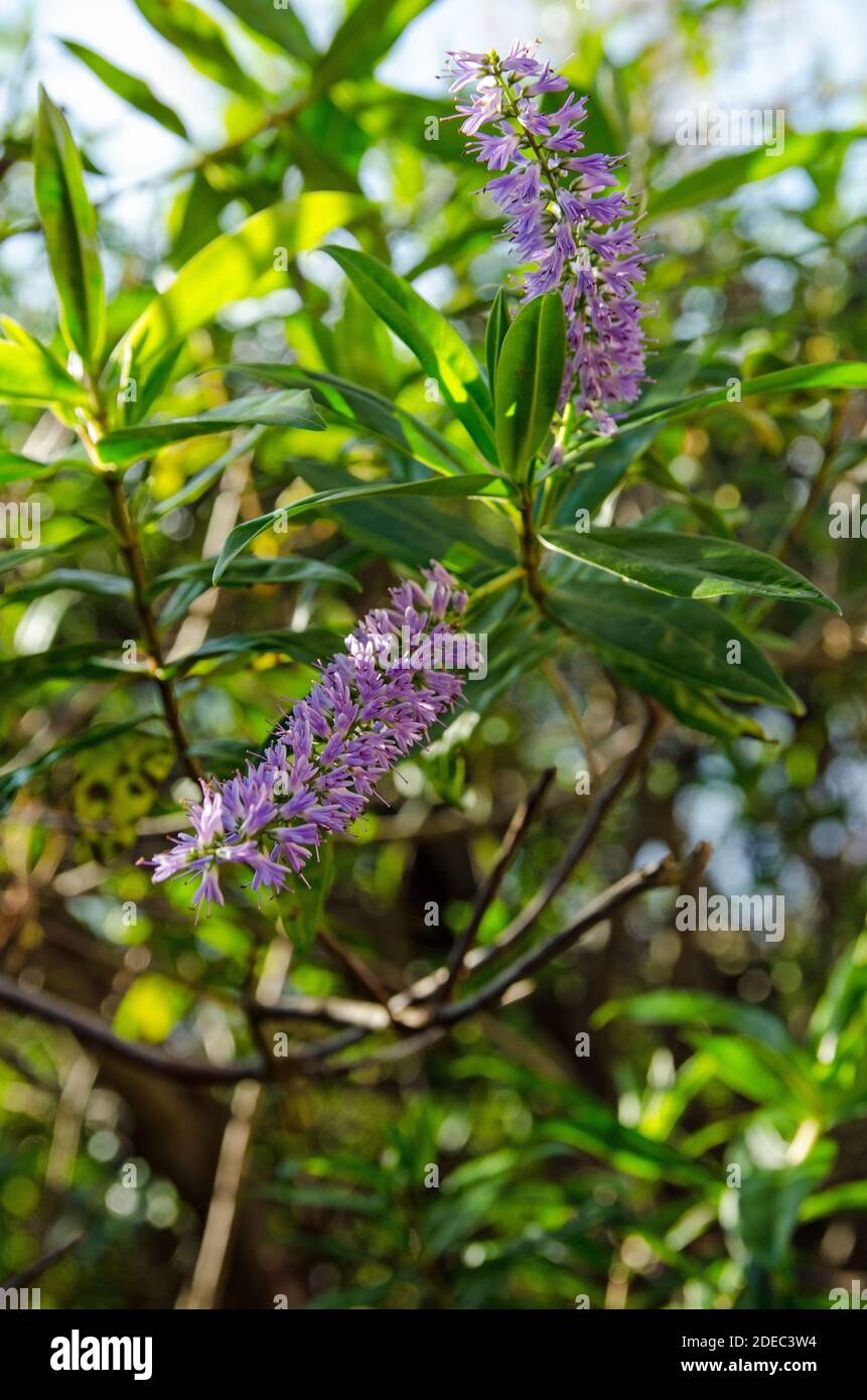 Un arbusto di hebe con fiori viola fioriscono in autunno sole Foto Stock