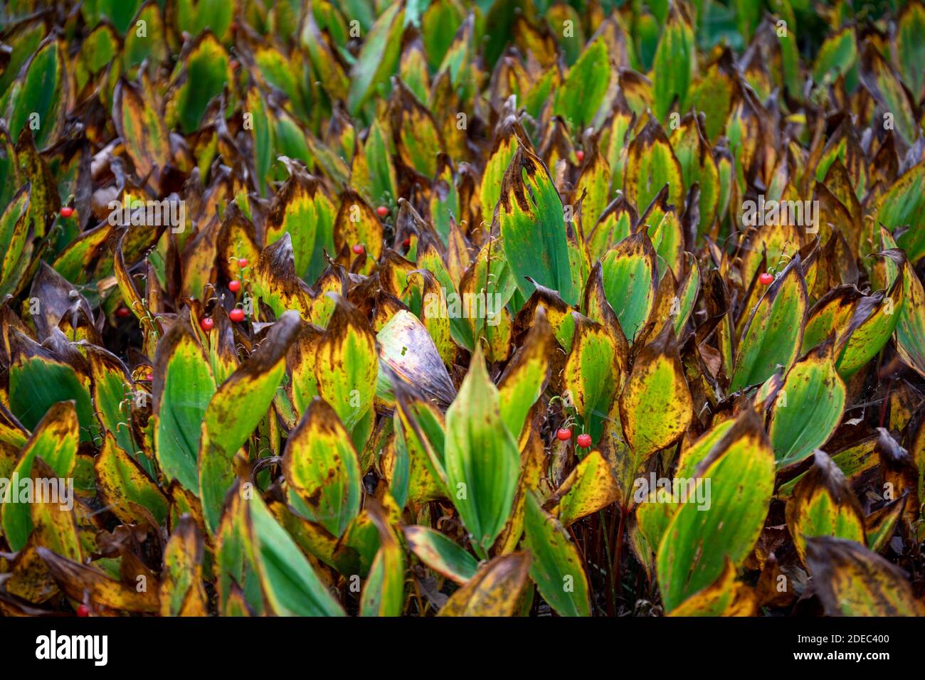 Lily-of-the-Valli morenti in autunno Foto Stock