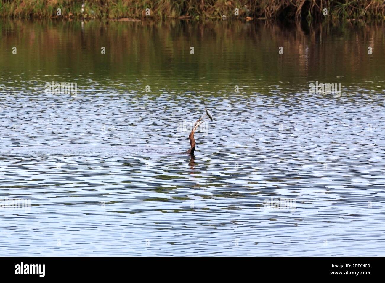 Darter africano (Anhinga rufa) pesca nella laguna di Milnerton, Città del Capo, Sud Africa. Foto Stock