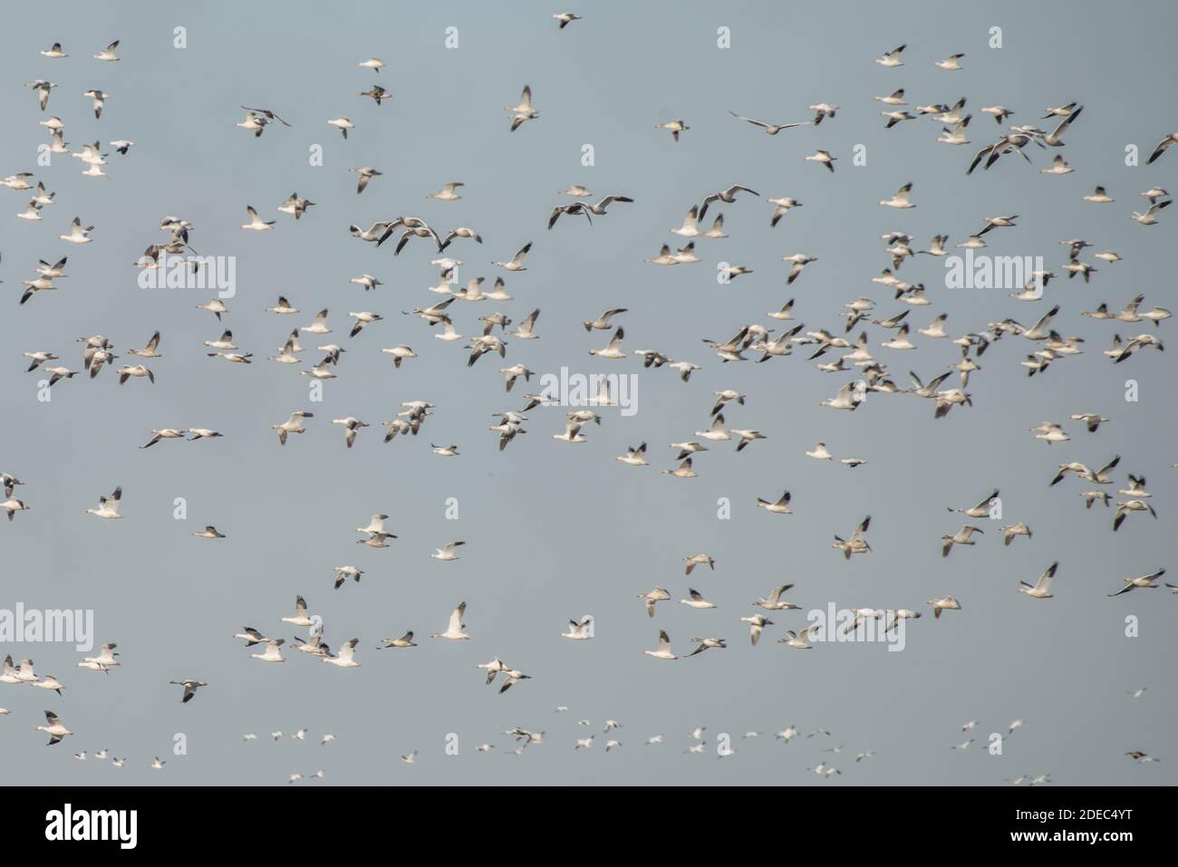 Enormi greggi di oche da neve (Anser caerulescens) arrivano al Sacramento National Wildlife Refuge in California nel mese di novembre quando migrano dal Nord. Foto Stock