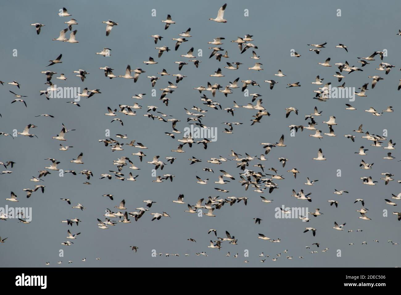 Enormi greggi di oche da neve (Anser caerulescens) arrivano al Sacramento National Wildlife Refuge in California nel mese di novembre quando migrano dal Nord. Foto Stock