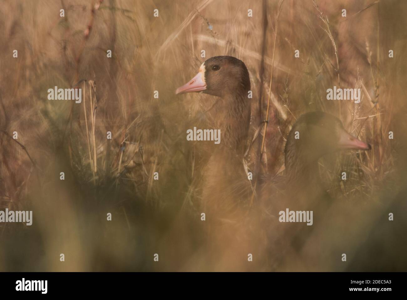 Un'Oca (albifrons Anser) bianca più timida si allea attraverso l'erba sulla palude. A Sacramento NWR, è presente la sottospecie di tuolo d'oca. Foto Stock