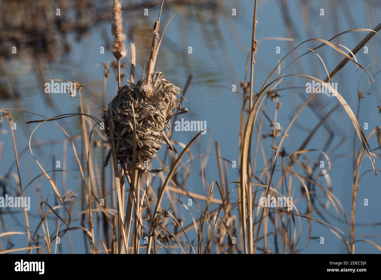 Un nido di uccelli in una palude d'acqua dolce nel Sacramento National Wildlife Refuge in California. Foto Stock