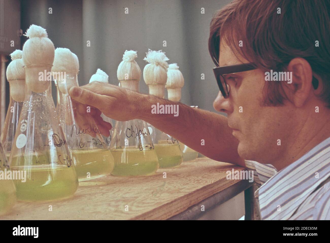 1970 Photo (1972) - EPA Gulf Breeze Laboratory: Un biologo della pesca studia matracci contenenti alghe marine e pesticidi Foto Stock