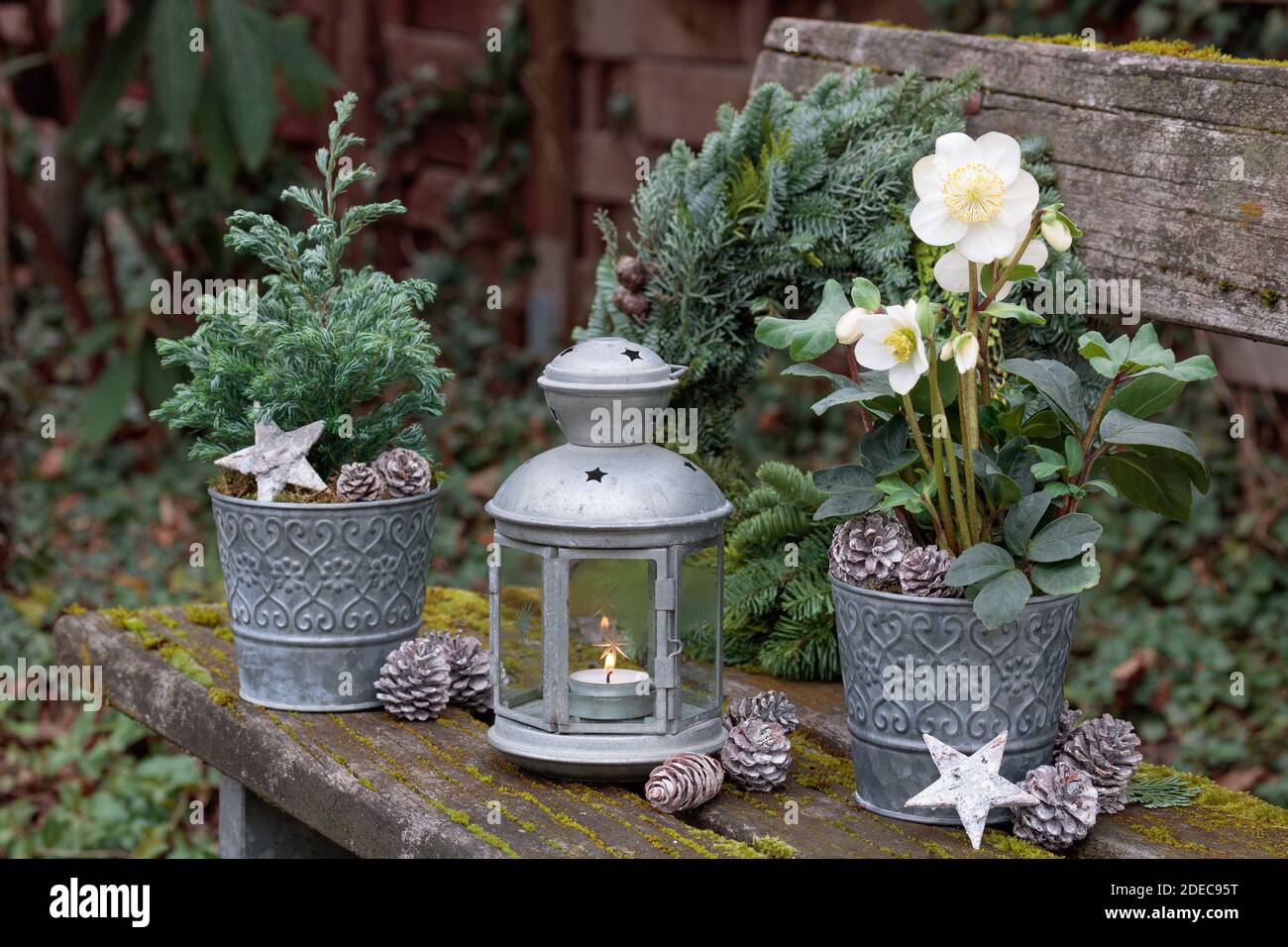 decorazione del giardino di natale con helleborus niger in pentole di zinco e. lanterna d'epoca Foto Stock