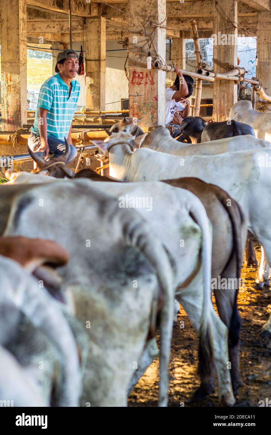 Bestiame venduto al mercato d'aste di bestiame Padre Garcia a Batangas, Filippine Foto Stock