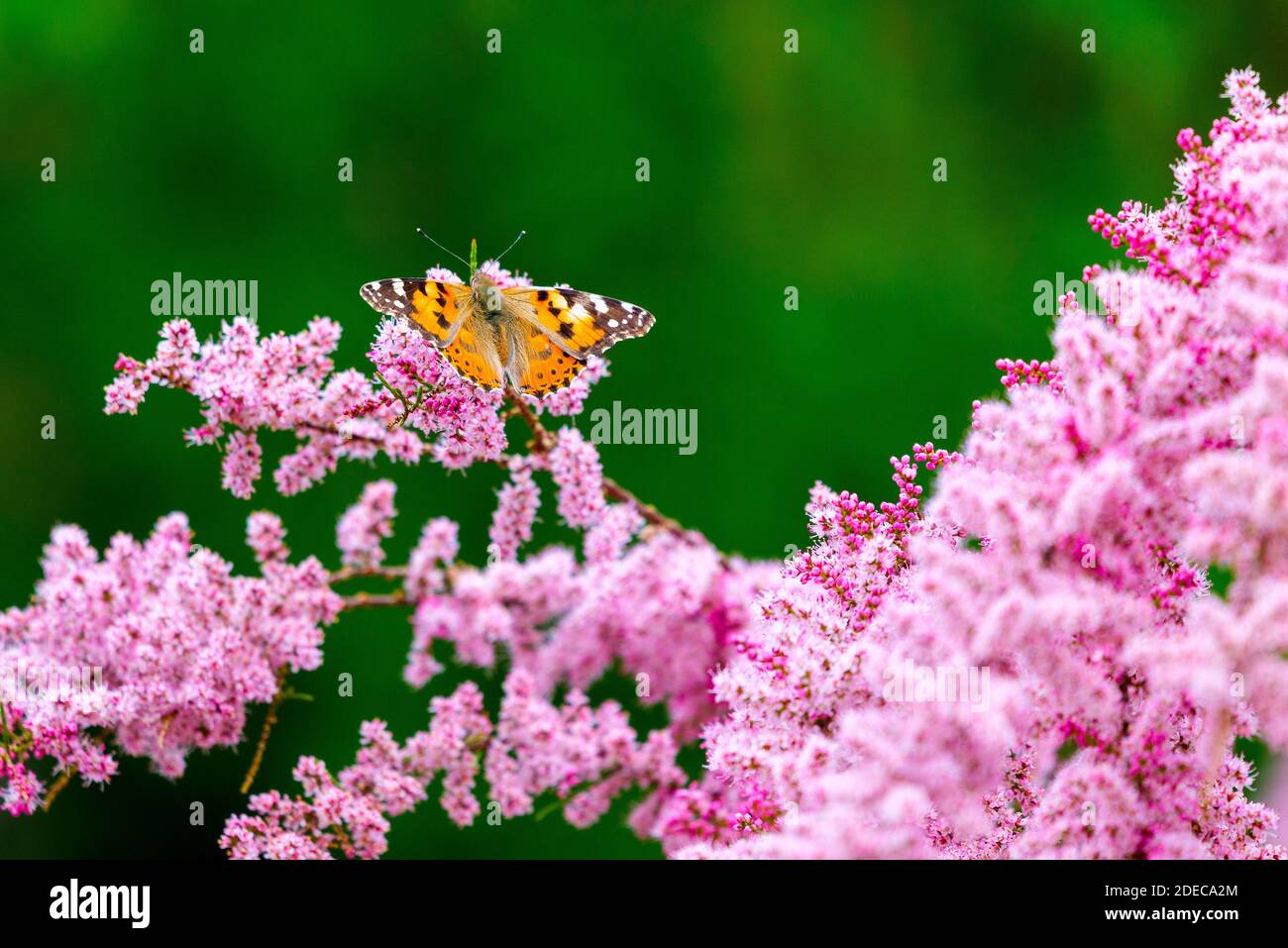 Dipinto di Lady butterfly, Vanessa cardui sui fiori. Foto Stock