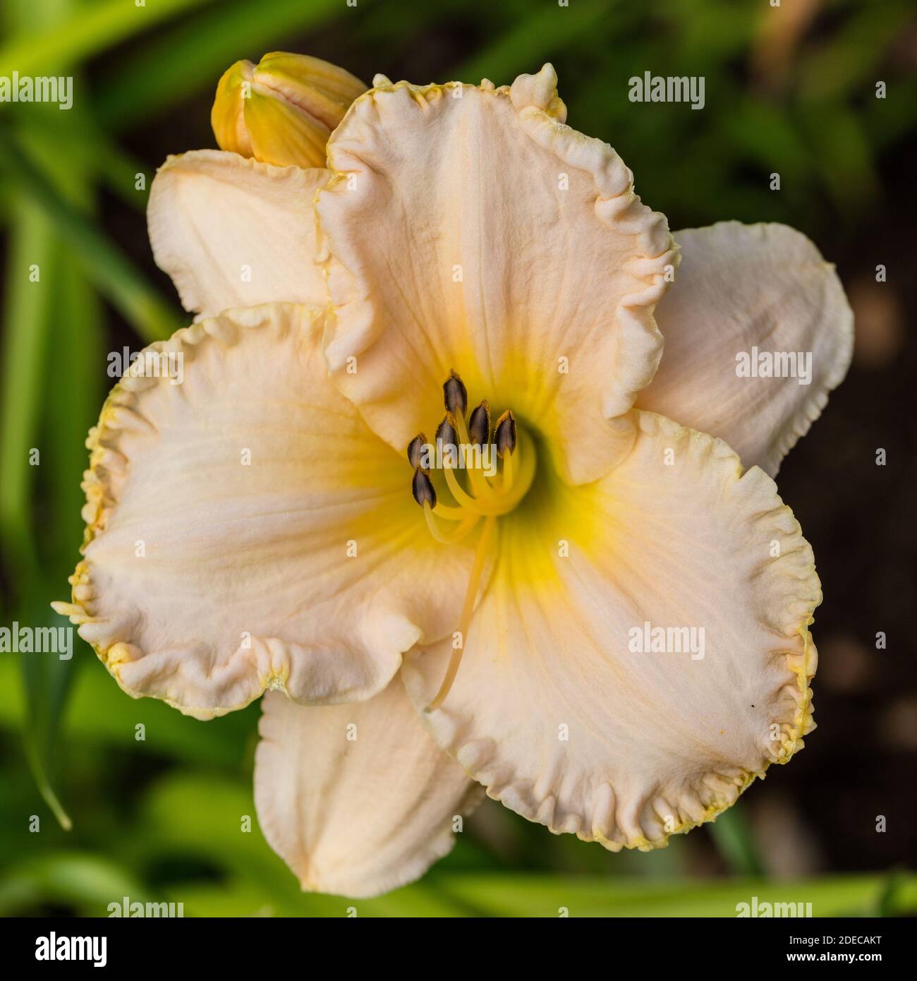 'Victorian Lace", Daylily Daglilja (Hemerocallis) Foto Stock