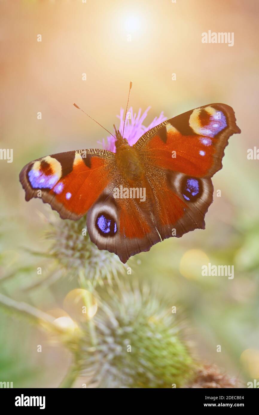 Bella farfalla rossa su un cardo fiorito rosa. Aglais io, farfalla di pavone in primo piano. Foto Stock