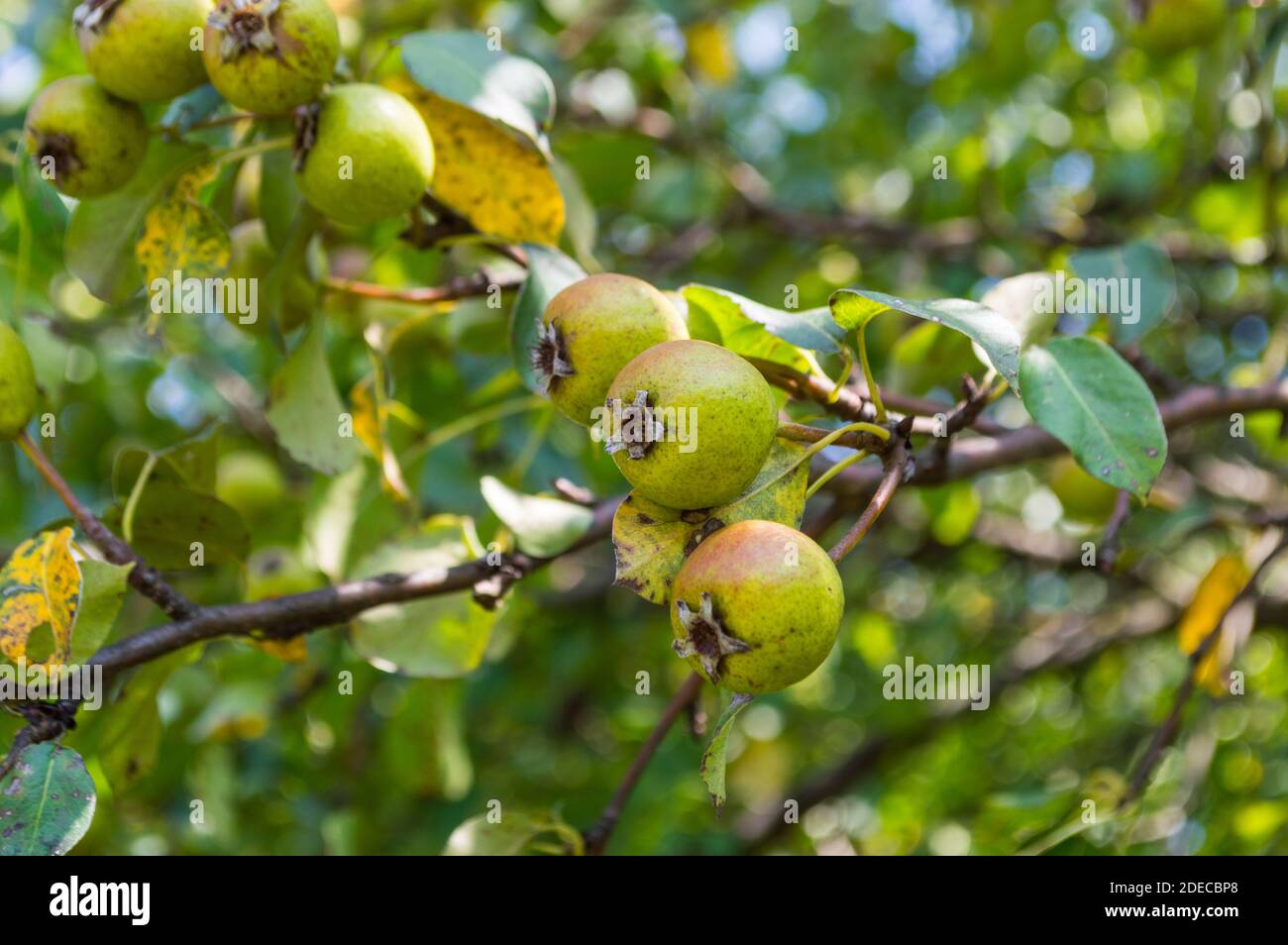 Pera verde con pera piccola frutta in un frutto giardino nella stagione estiva Foto Stock