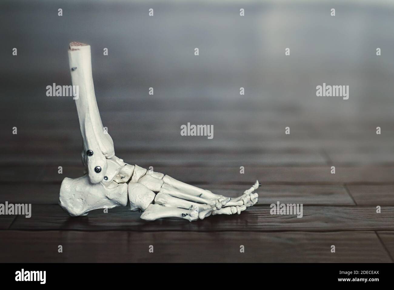 Un modello in plastica di un piede scheletro umano si trova su un pavimento in legno. Foto Stock