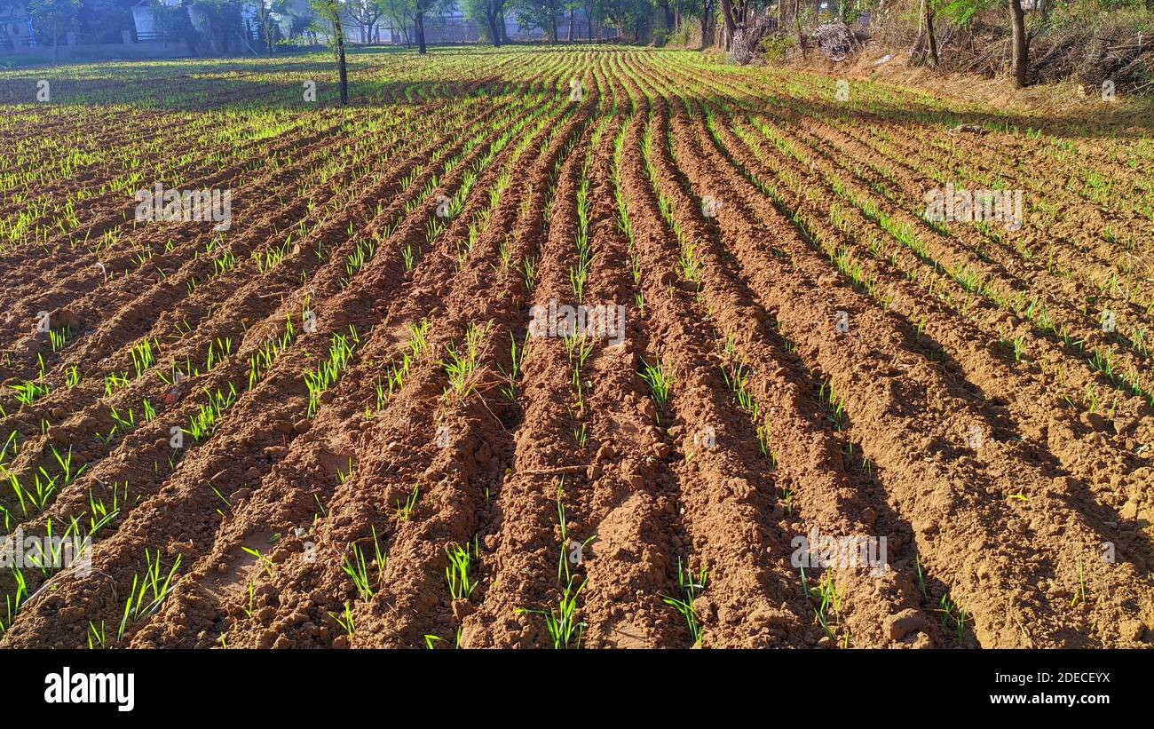 Grano verde che cresce nel suolo. Primo piano su germogliare la segale agricola su un campo in alba. Foto Stock Grano verde che cresce nel suolo. Primo piano su germogliare la segale agricola su un campo in alba. Foto Stock