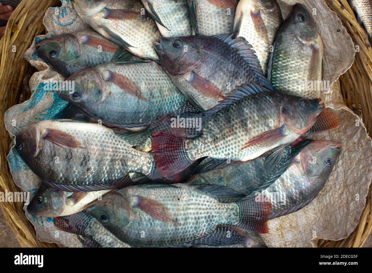 Assortiti locali del Bangladesh pesci. Khulna, Bangladesh. Foto Stock