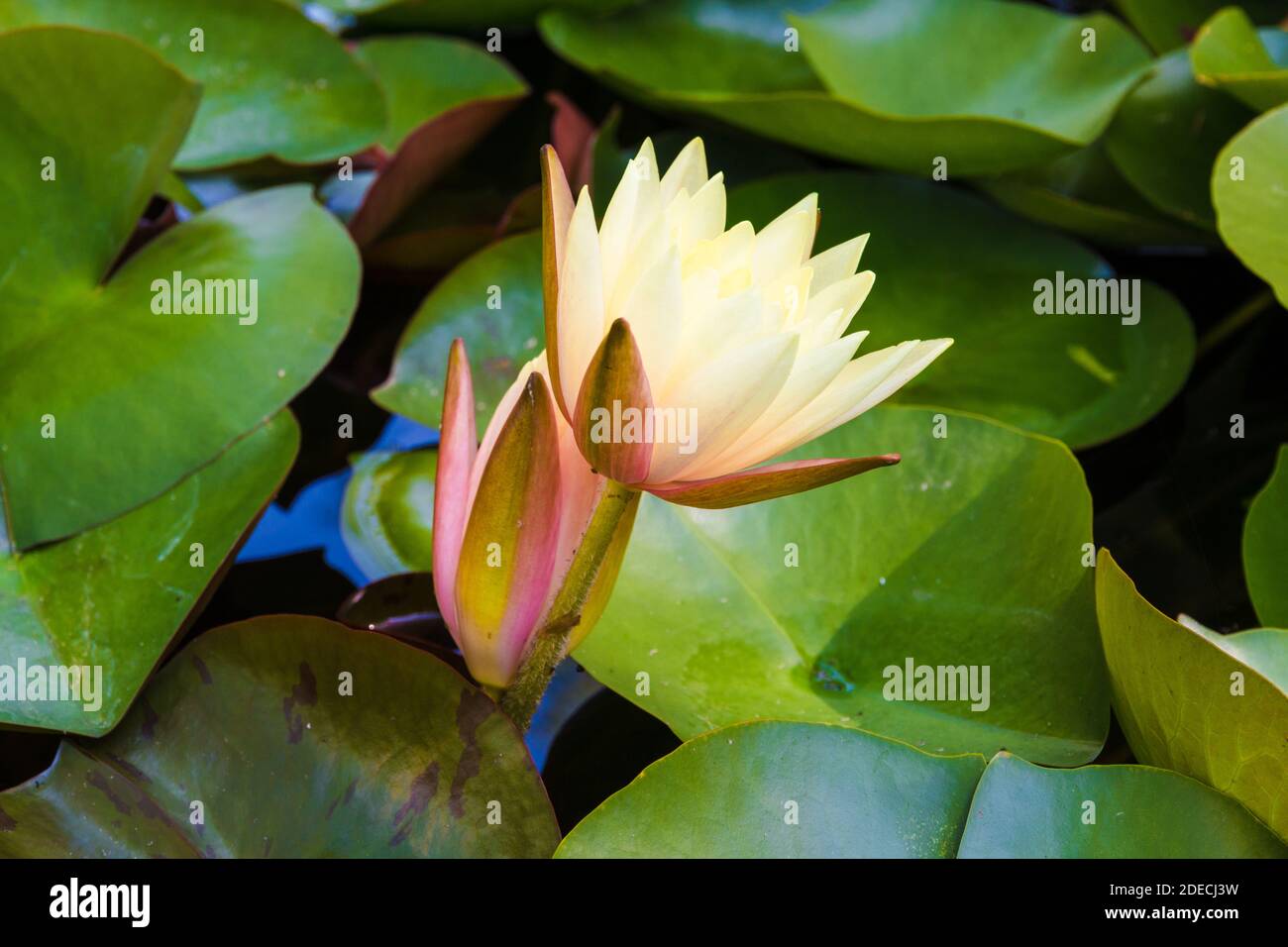 Bella vista ravvicinata di due fiori di giglio d'acqua rosa e mezzo aperto (Ninfaeaceae) circondati da foglie verdi in uno stagno nel Giardino Botanico superiore... Foto Stock