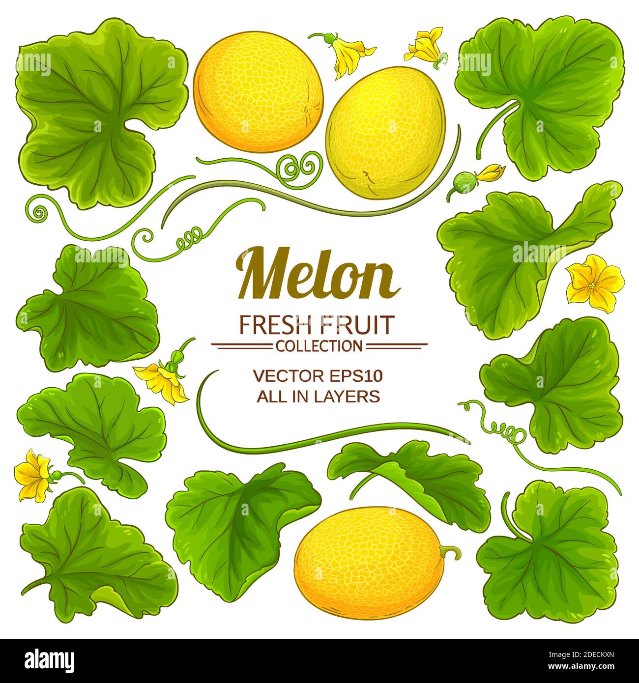 insieme di elementi di melone Illustrazione Vettoriale