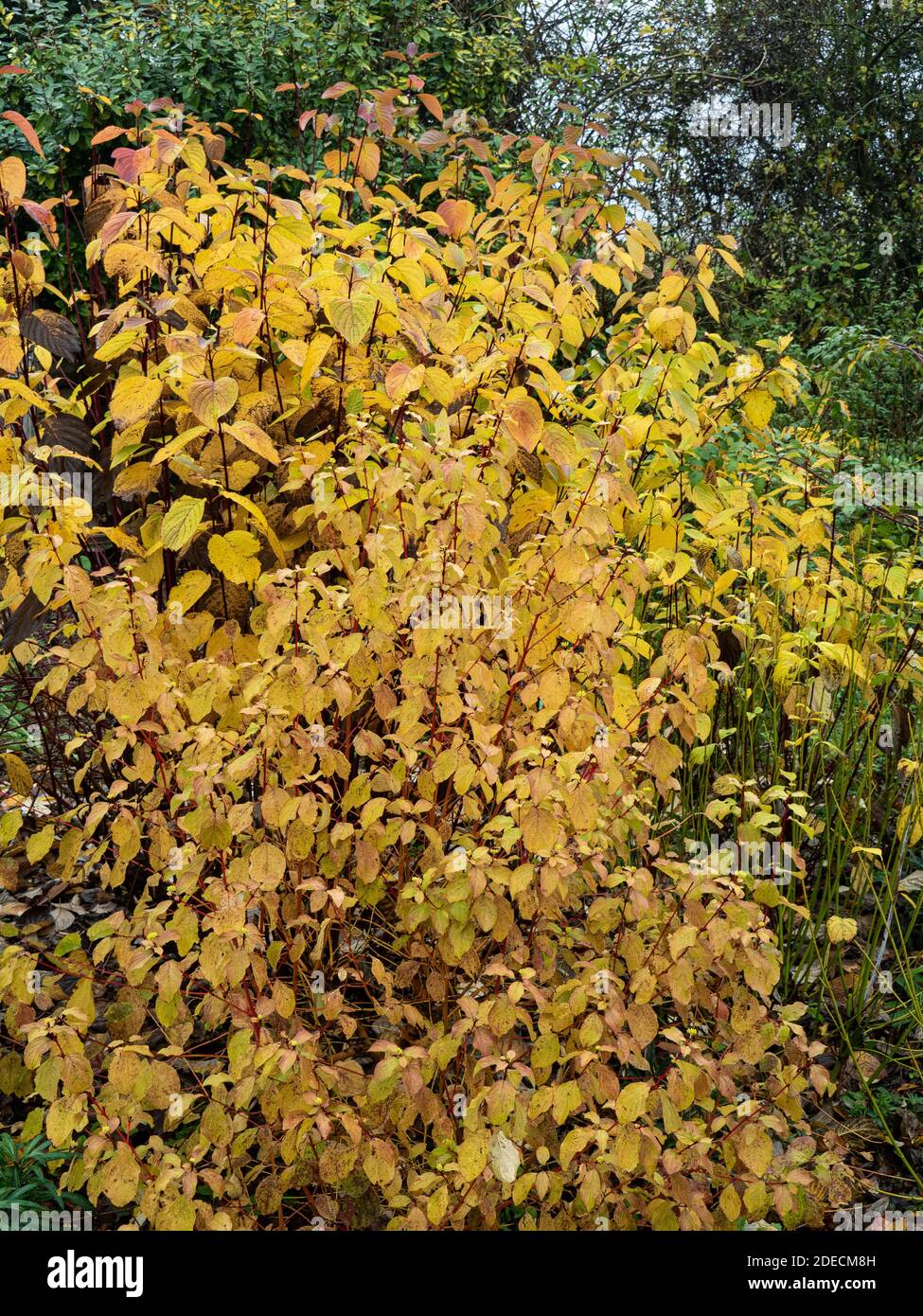 Un gruppo di cespugli di dogwood che mostrano lo spettacolare colore dorato dell'autunno Foto Stock
